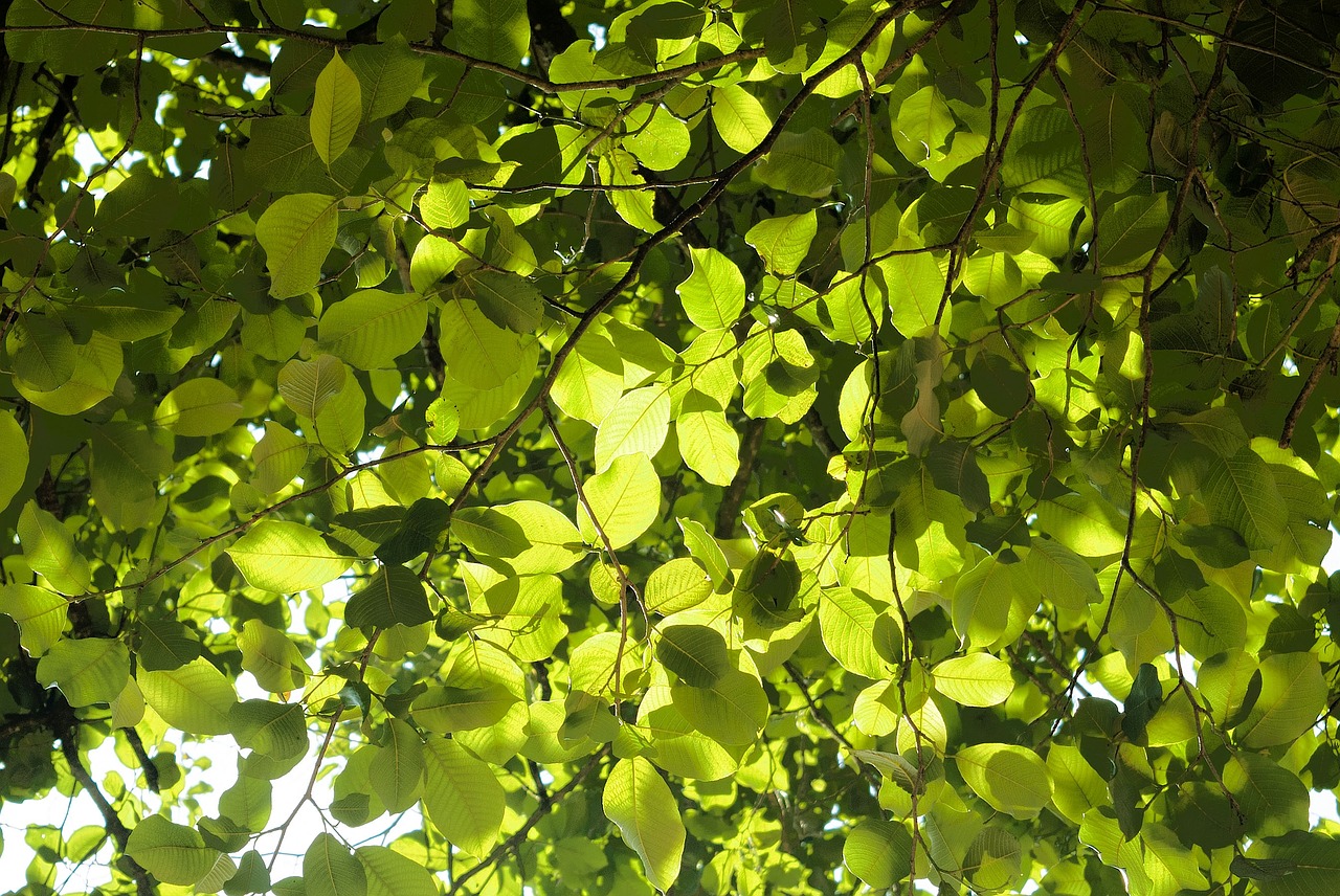 leaves green nature free photo