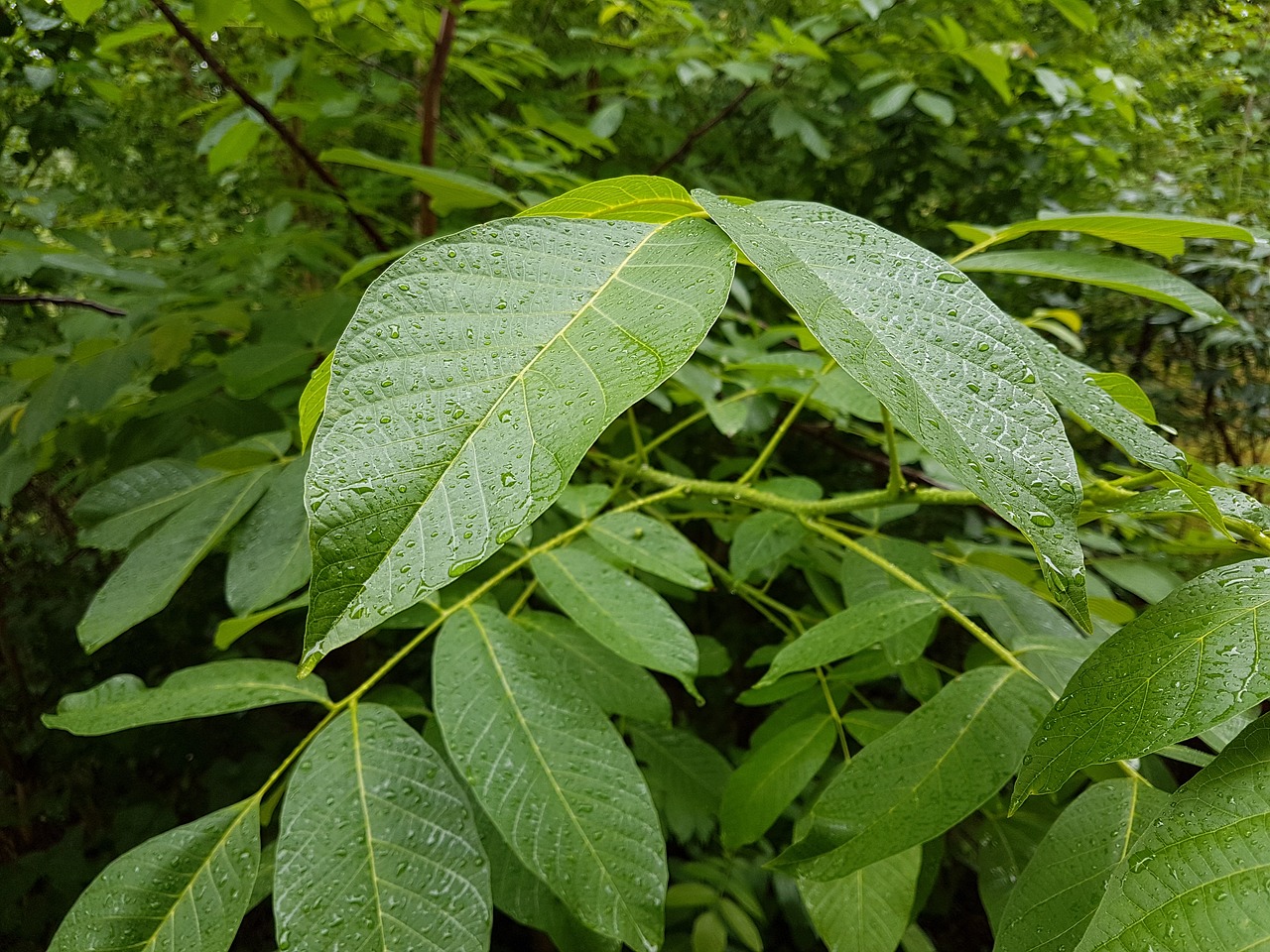 leaves nature green free photo