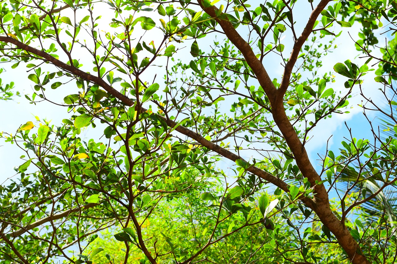 leaves tree nature free photo