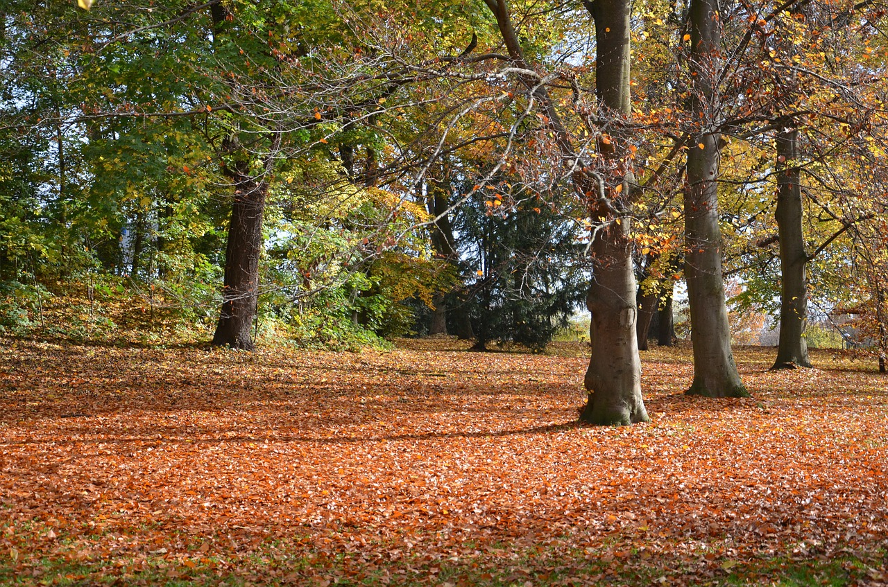 leaves autumn trees free photo