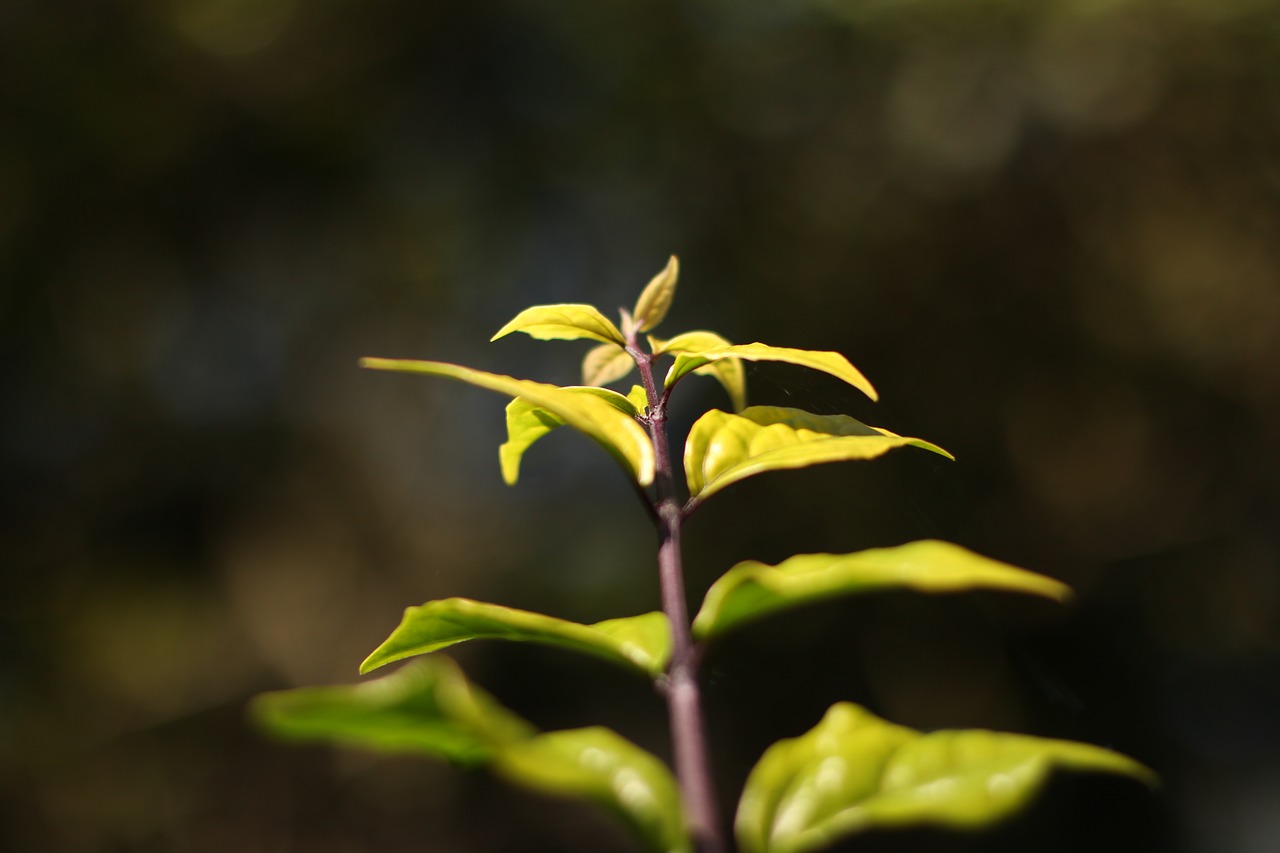 leaves nature branch free photo