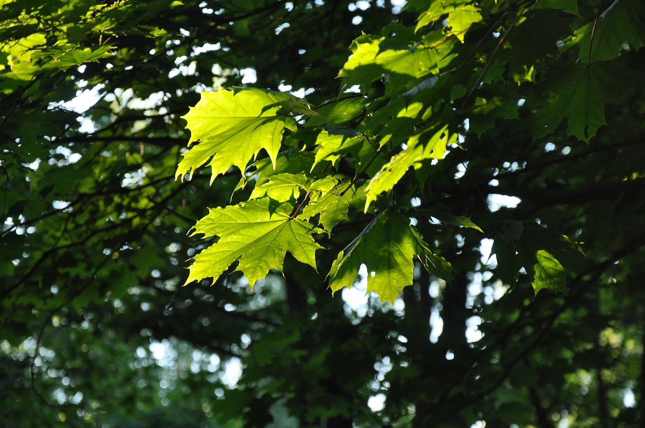 leaves forest tree free photo