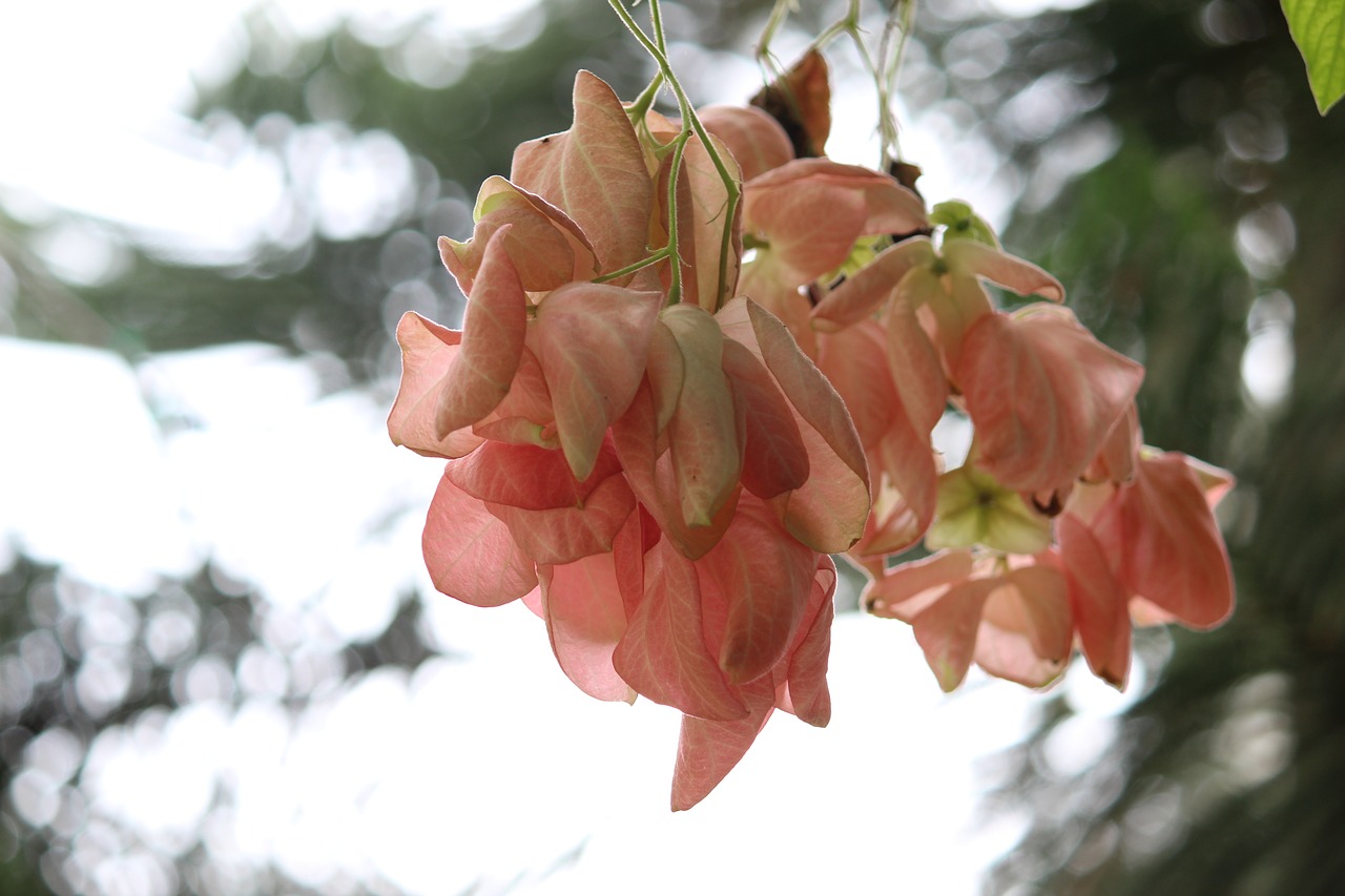 leaves autumn pink free photo