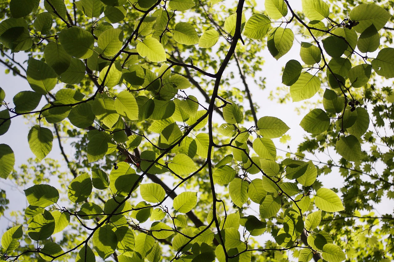 leaves the leaves wood free photo