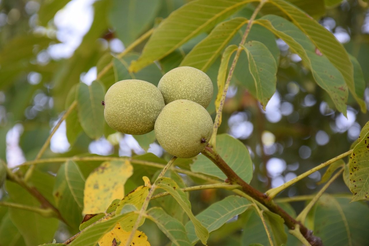 Грецкий орех дерево фото с плодами