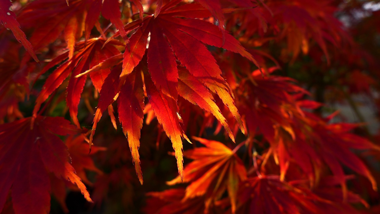 leaves fall foliage red free photo