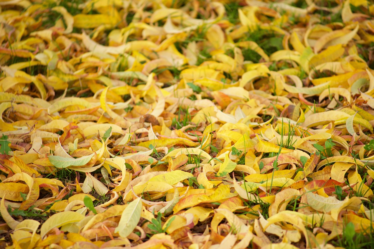 leaves fall yellow free photo