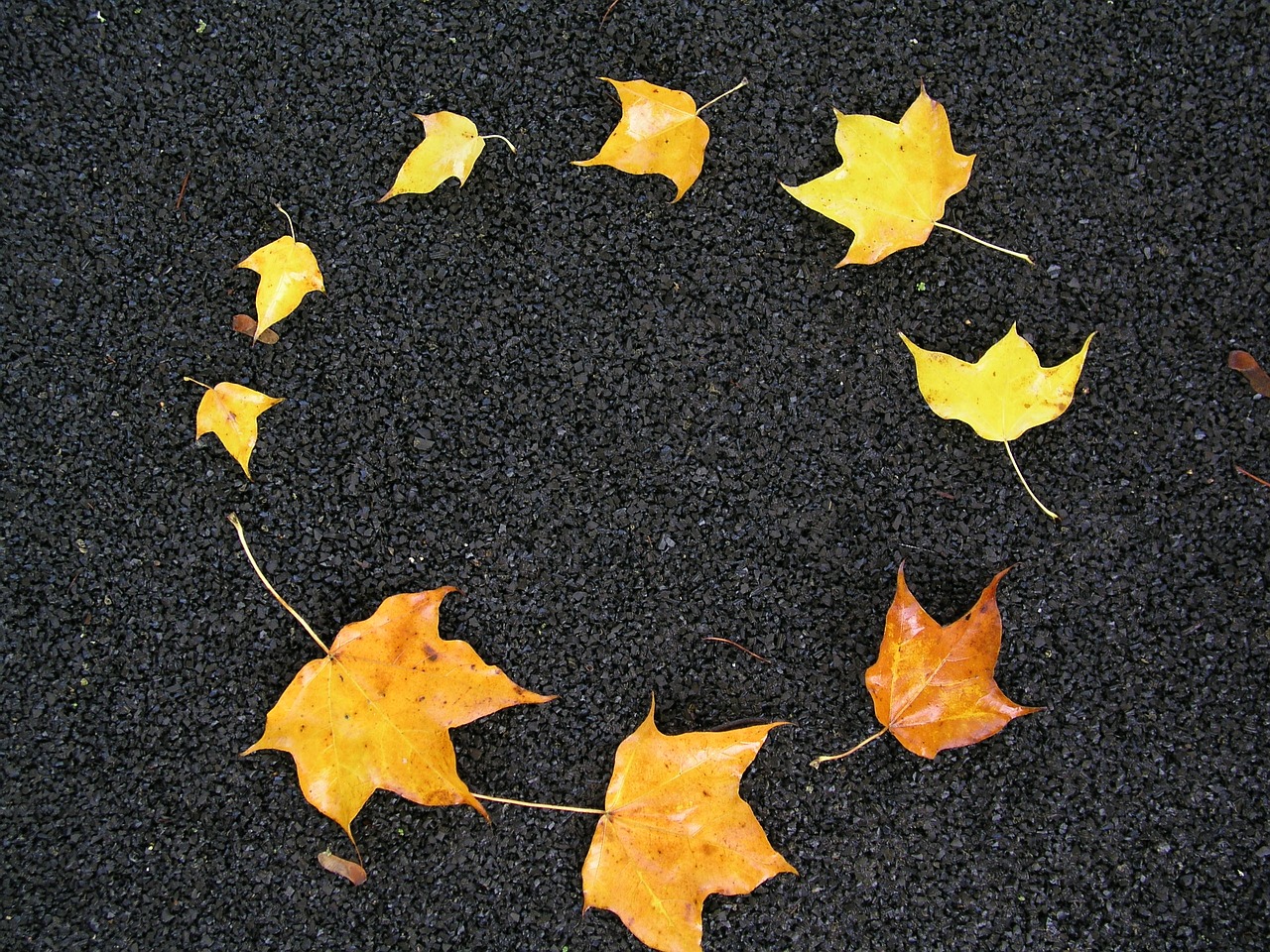 leaves autumn circle free photo