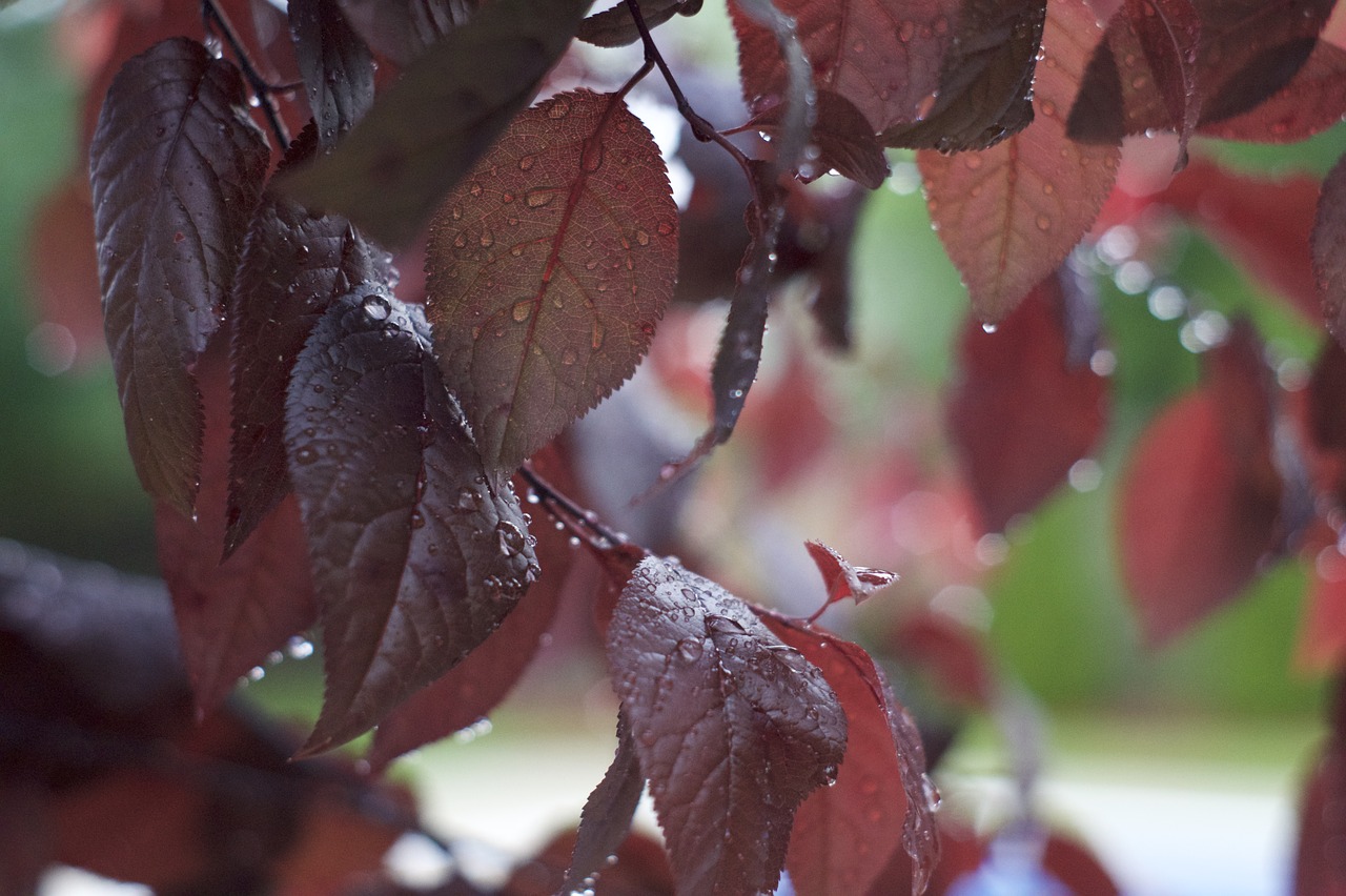 leaves rain nature free photo