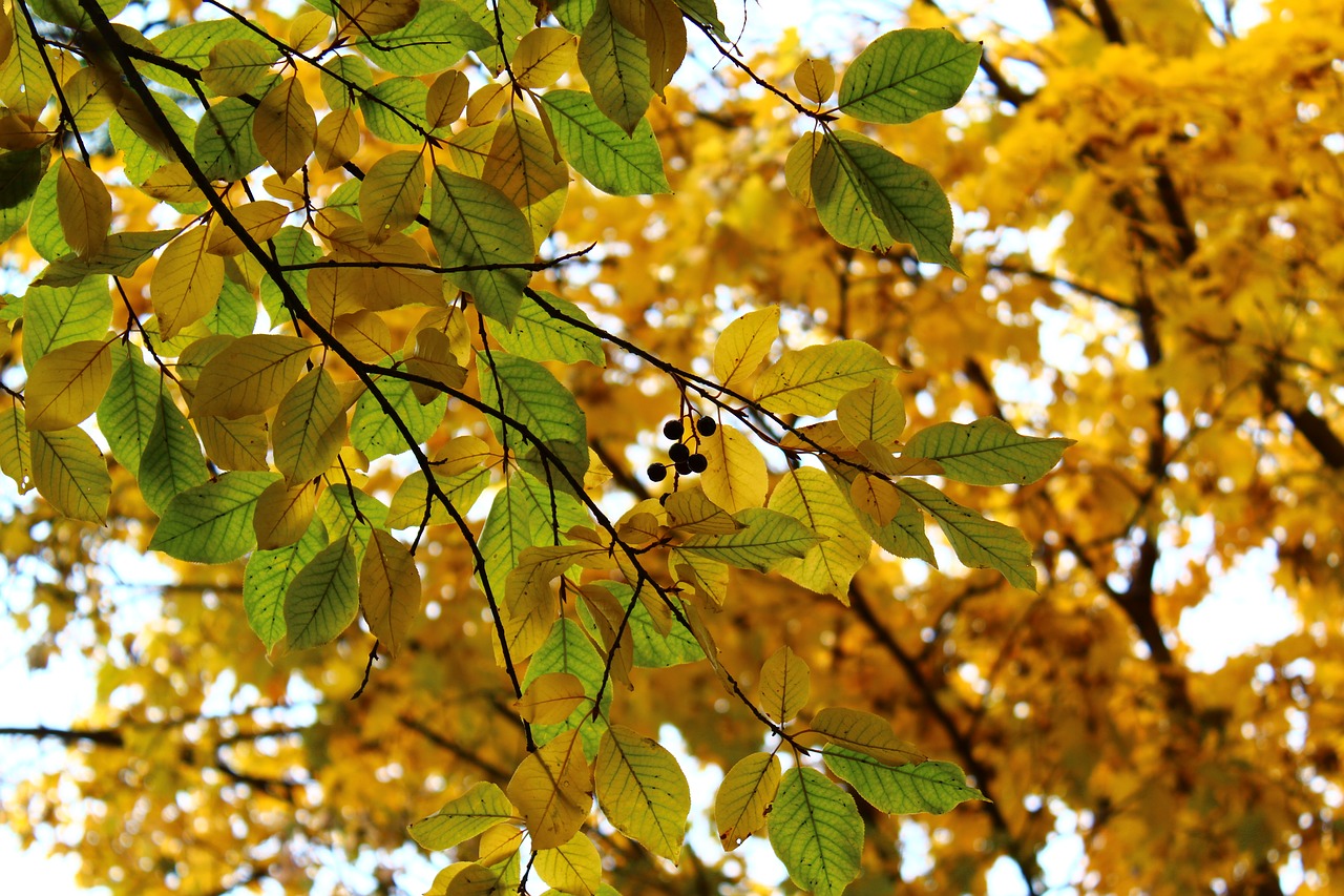 leaves berry autumn free photo