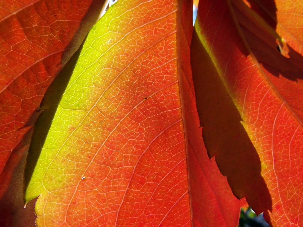 leaves autumn emerge free photo