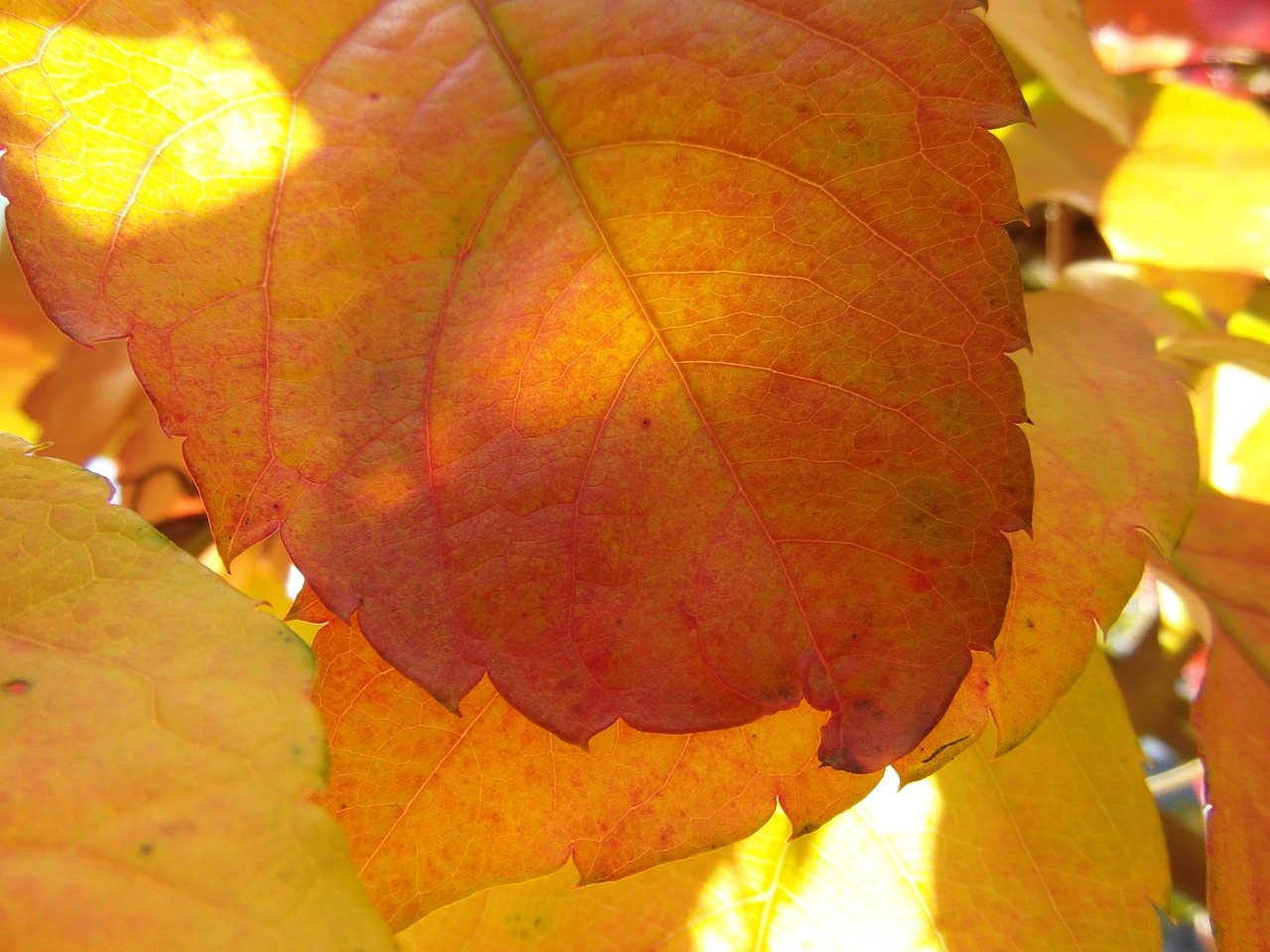 leaves autumn emerge free photo