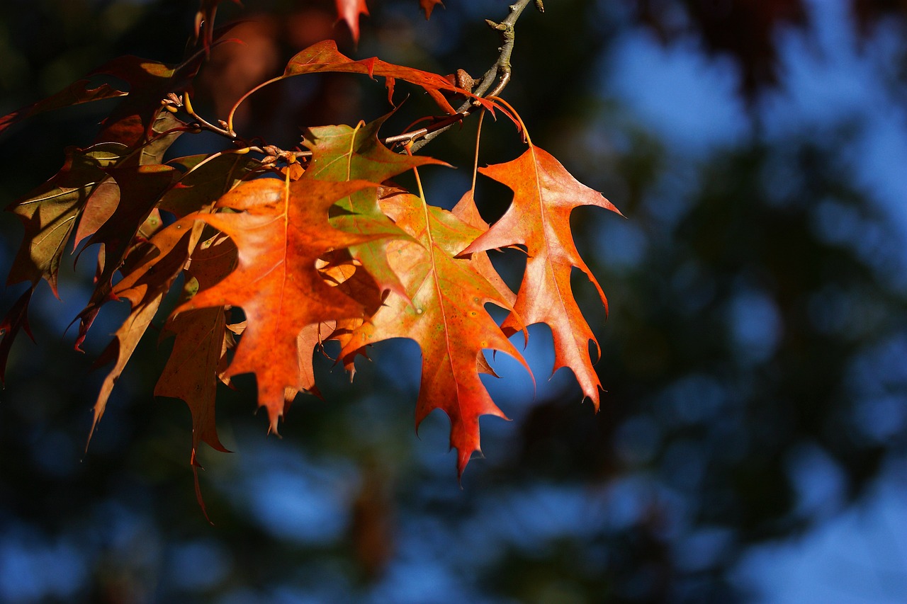 leaves colorful autumn free photo