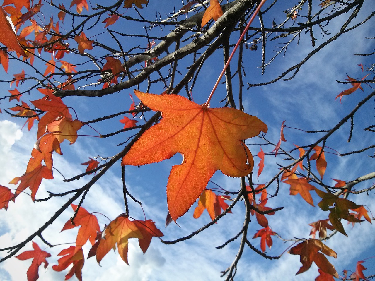 leaves leaf autumn free photo