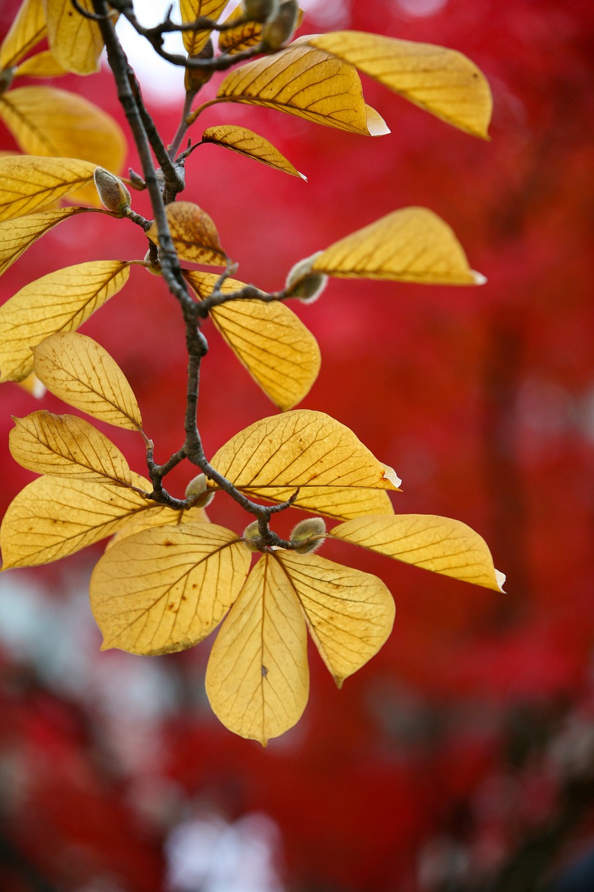 leaves autumn autumn leaves free photo