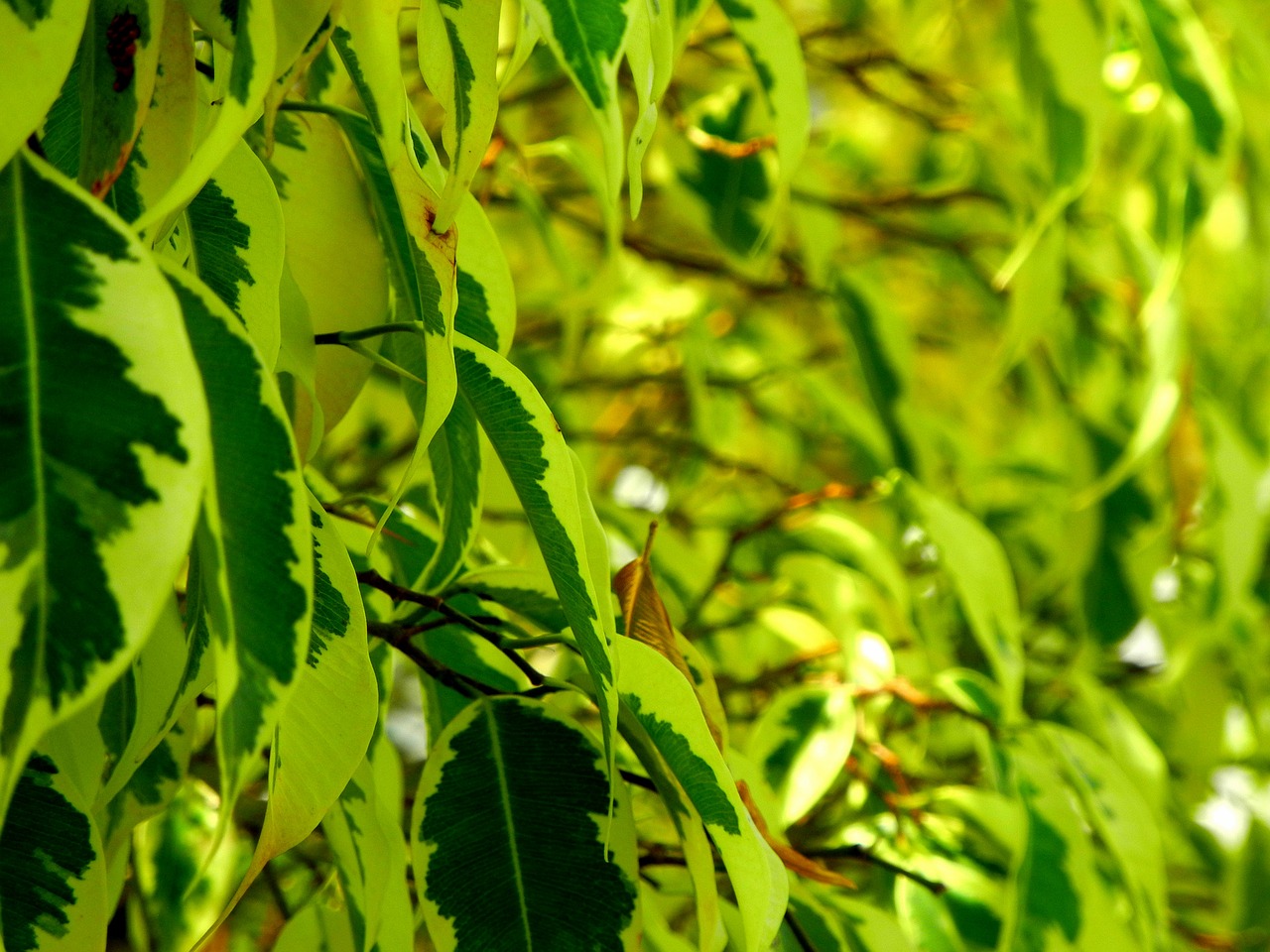 leaves trees spring free photo