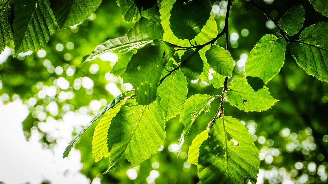 leaves green summer free photo