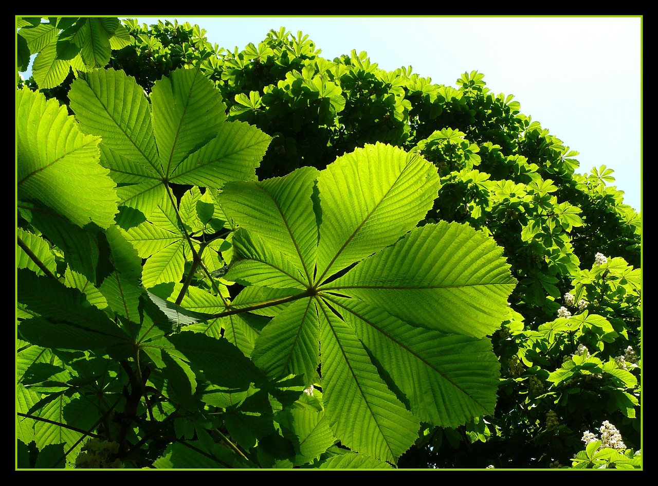 leaves green shadow play free photo