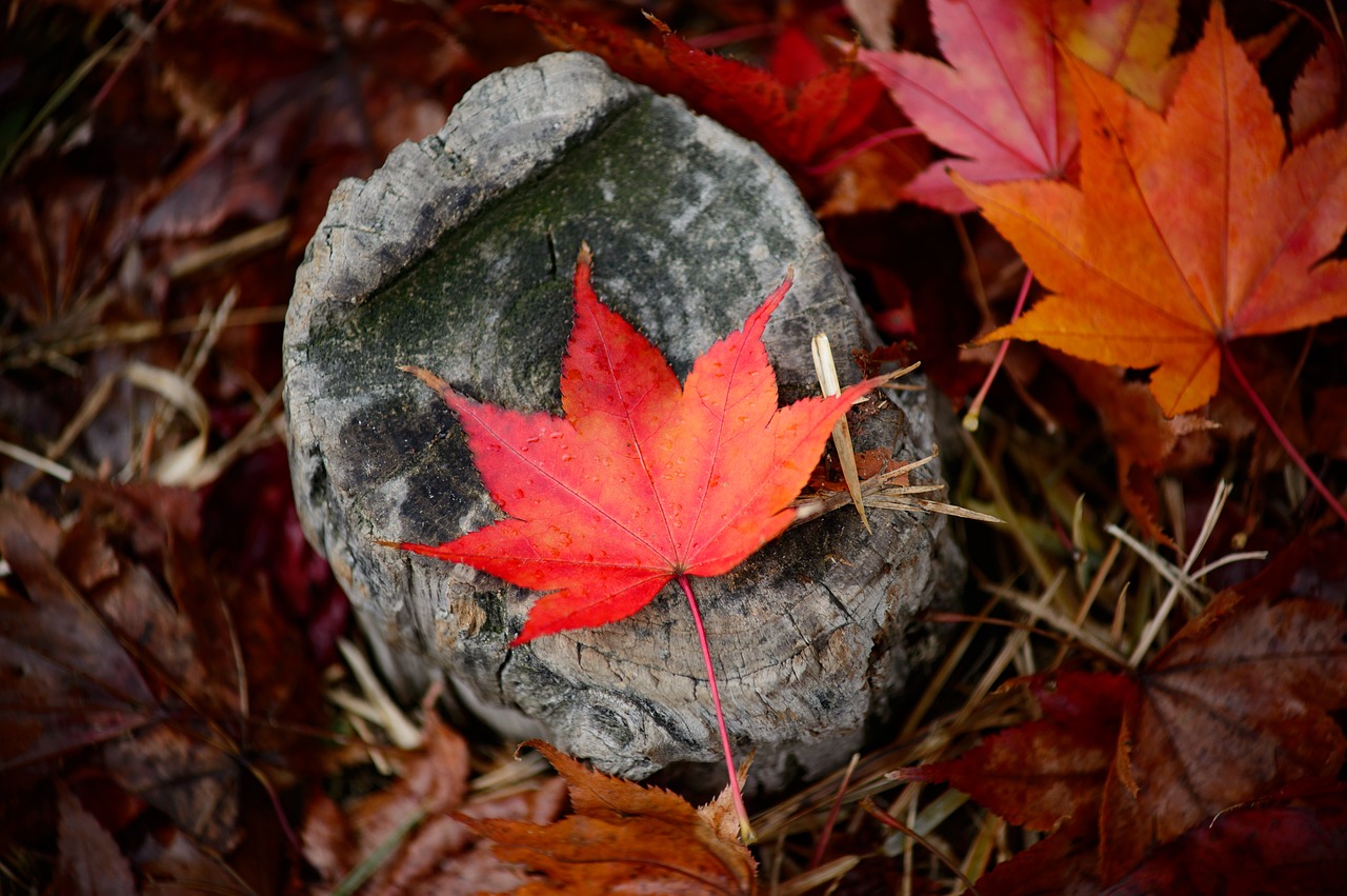 leaves fall autumn free photo