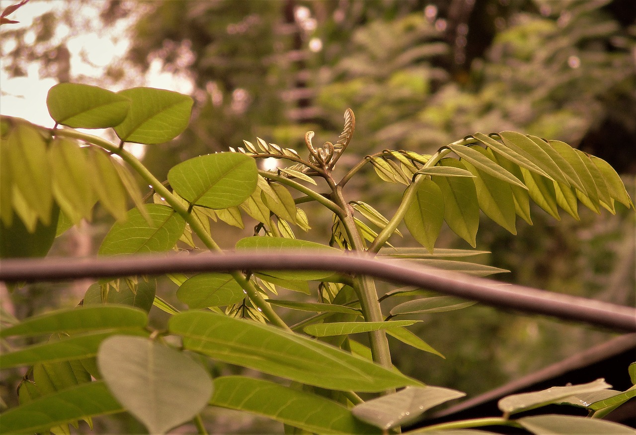 leaves nature macro free photo