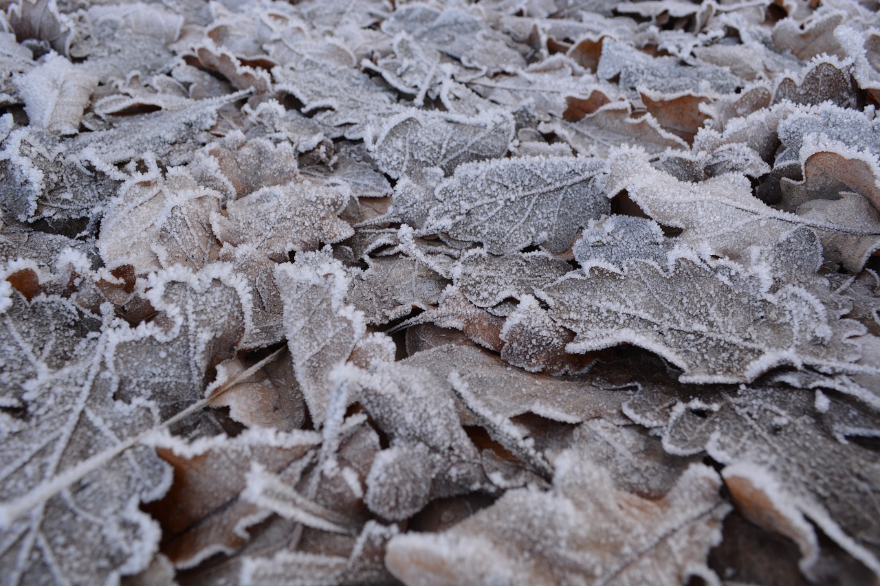 leaves frost winter free photo