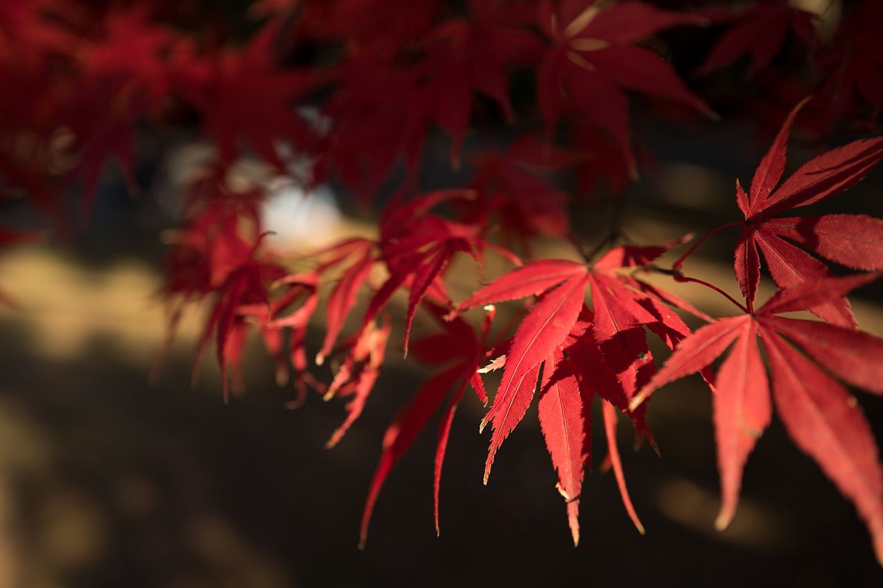 leaves autumn fall free photo