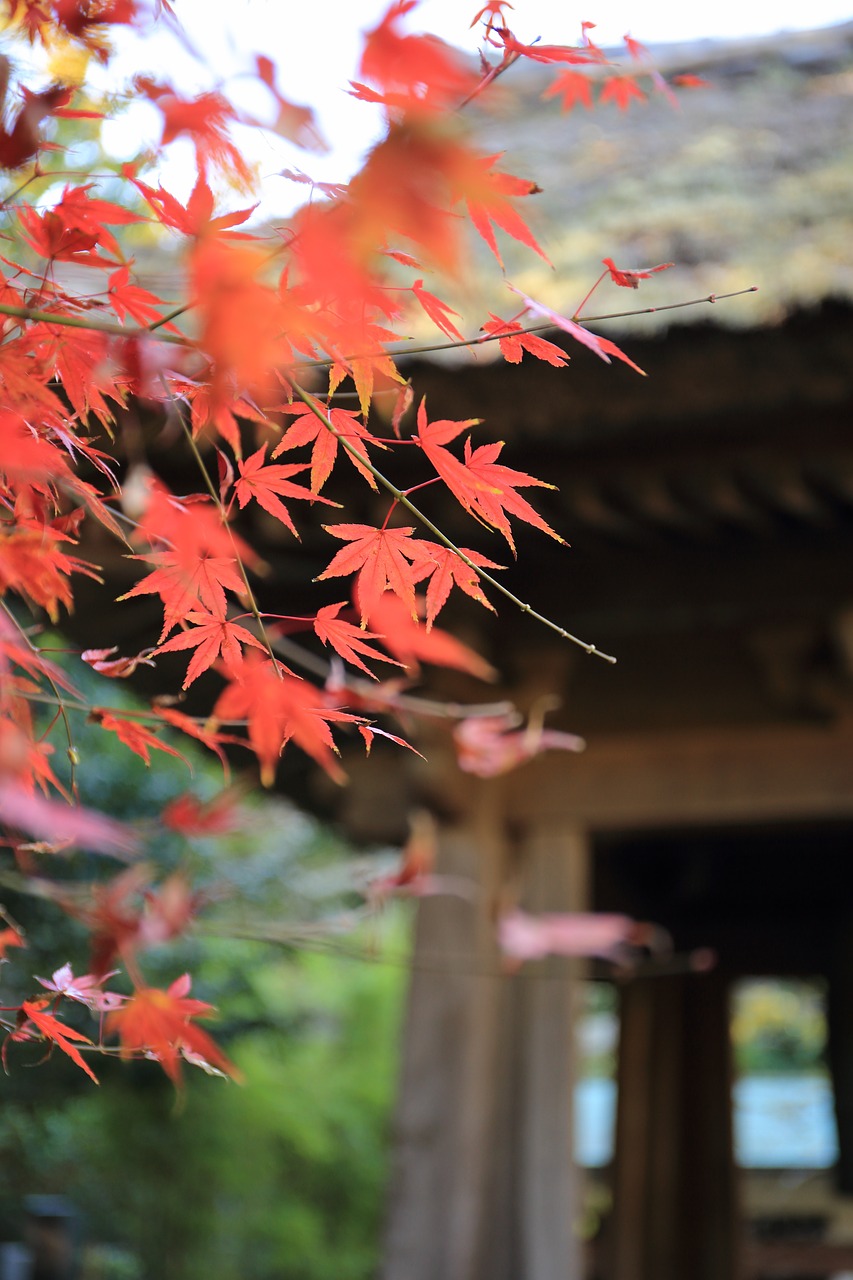 leaves autumn fall free photo