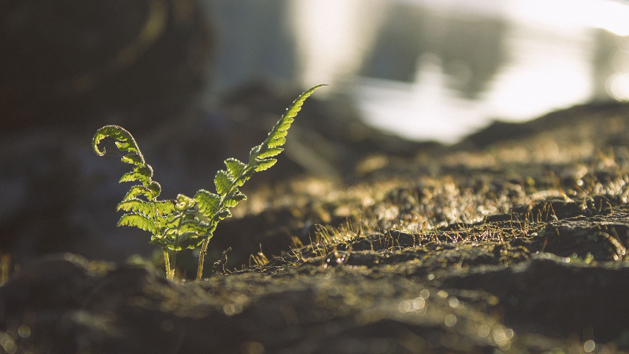 leaves green plant free photo