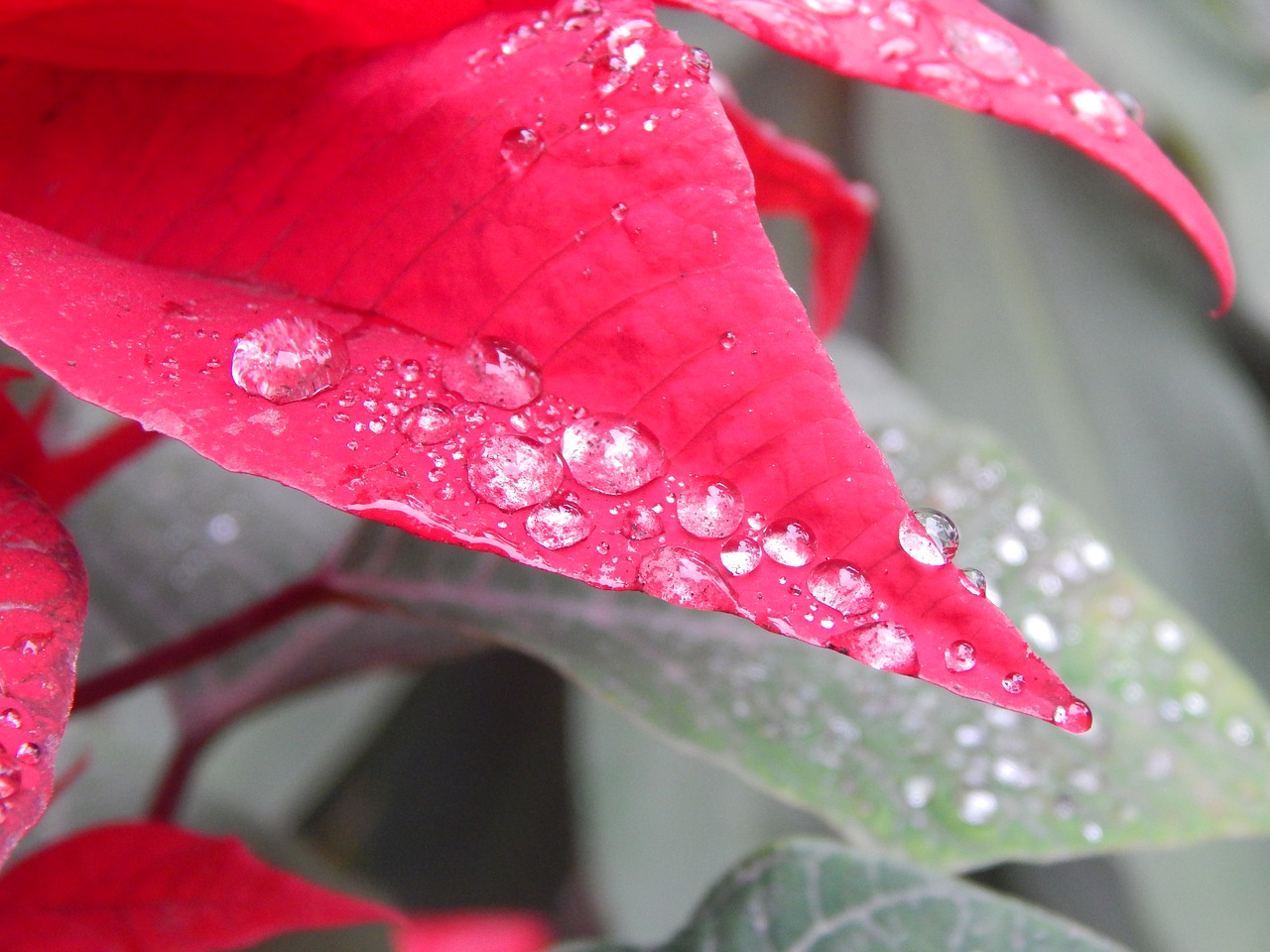 leaves red rain free photo