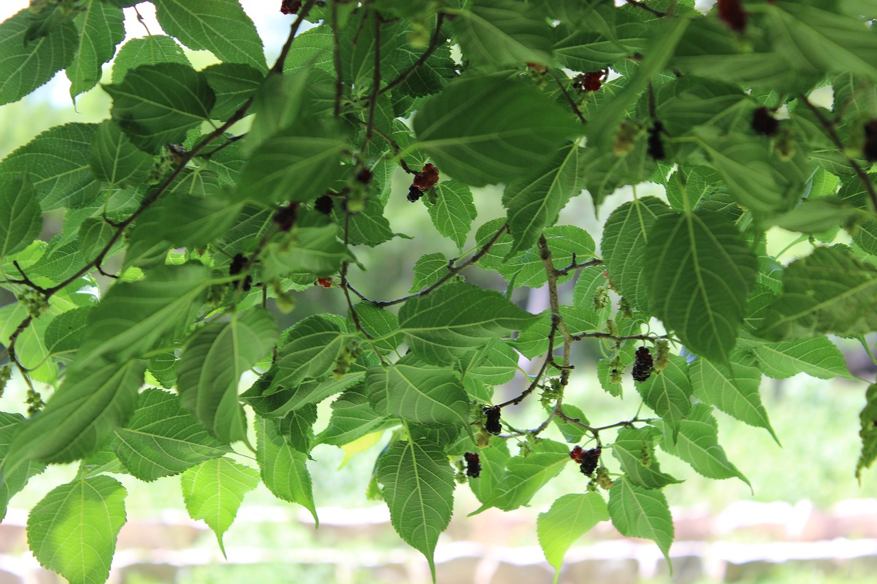 leaves green tree free photo