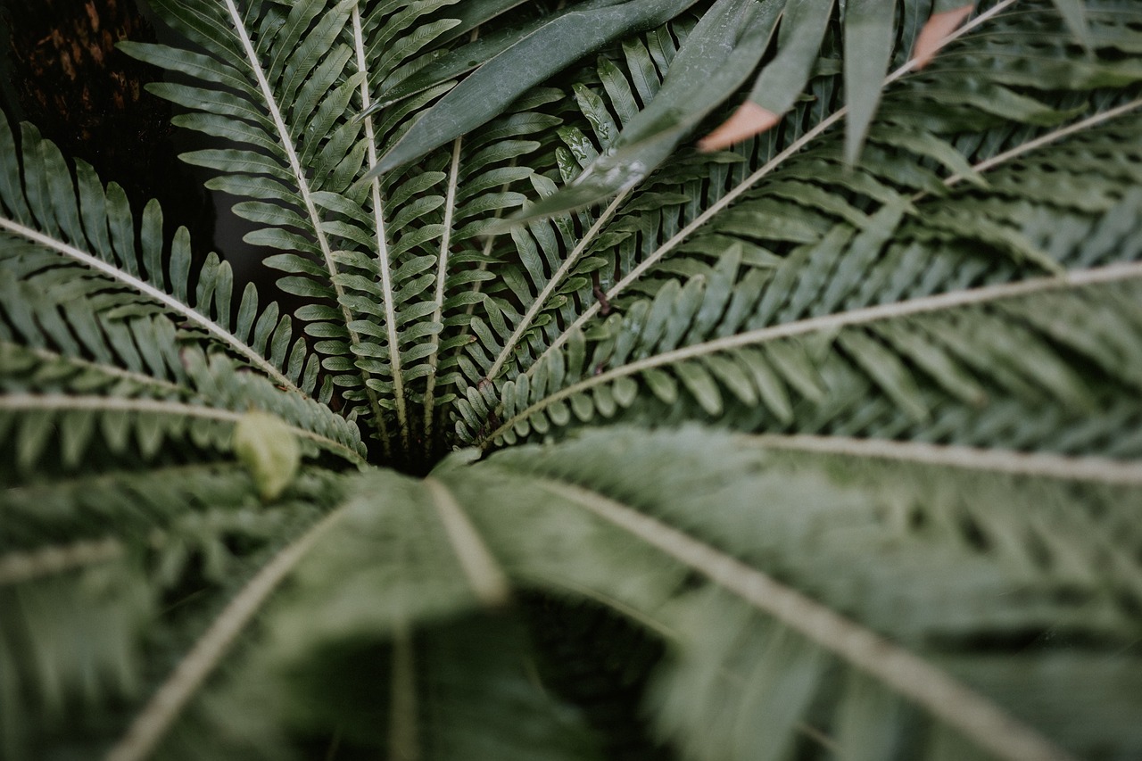 leaves green plant free photo