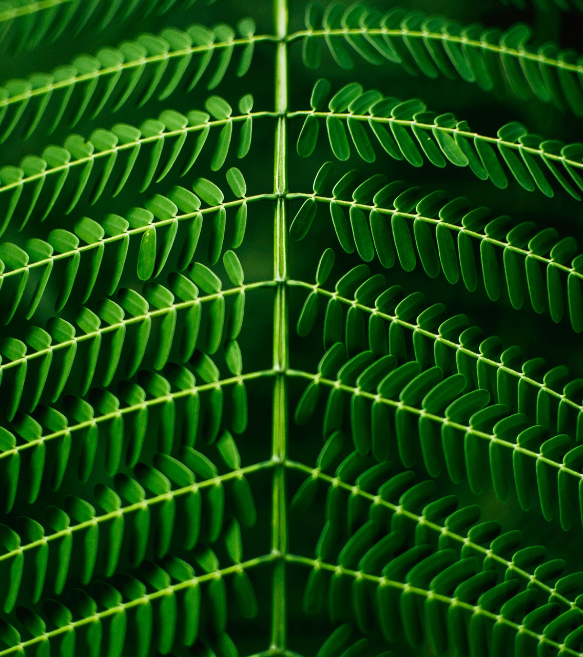 leaves green plant free photo