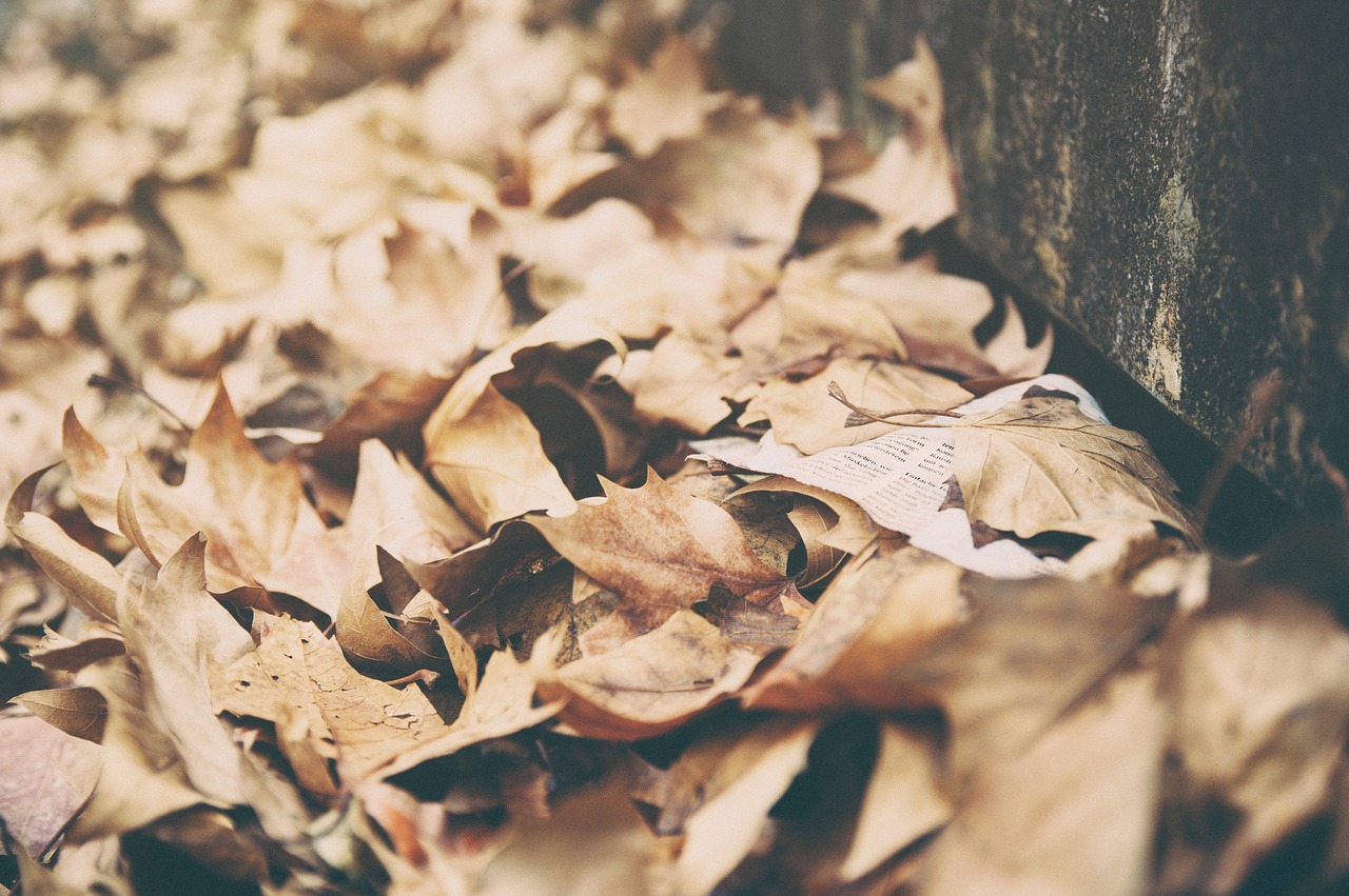 leaves dried autumn free photo