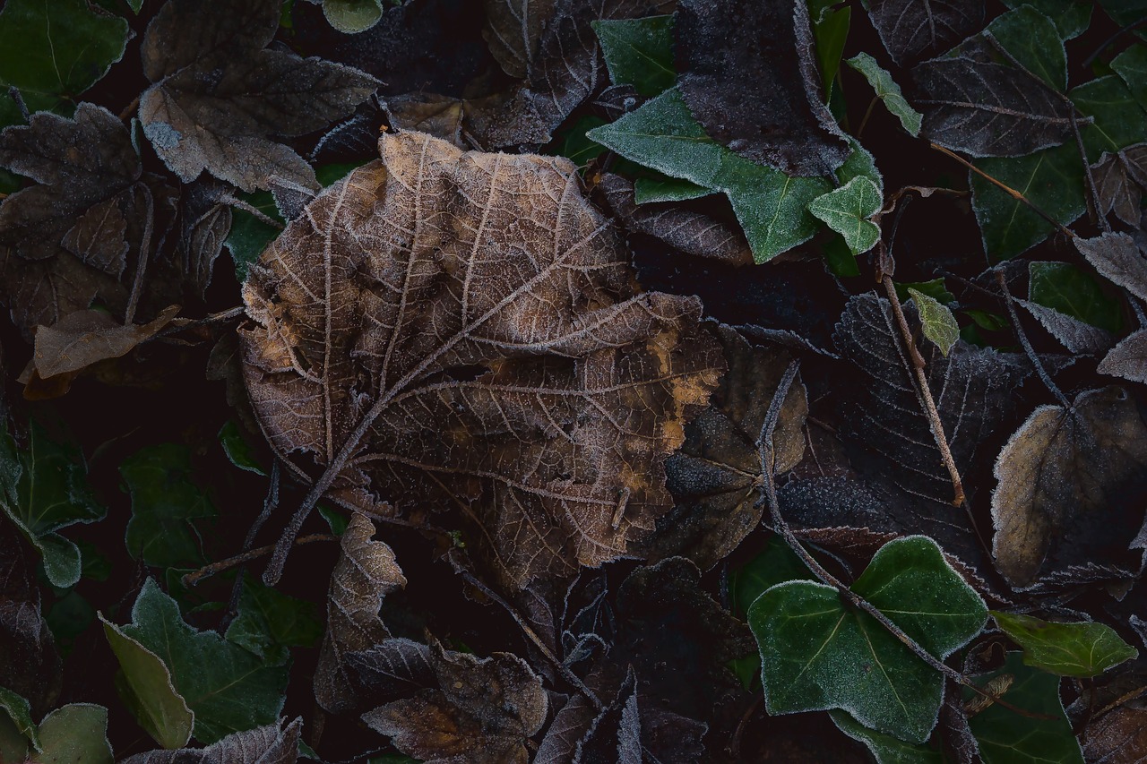 leaves green plant free photo