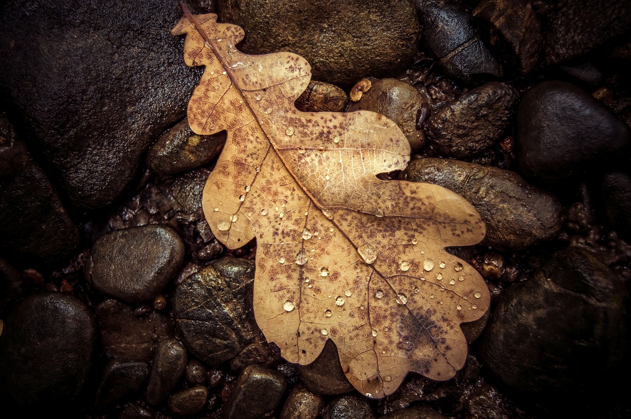 leaves green plant free photo