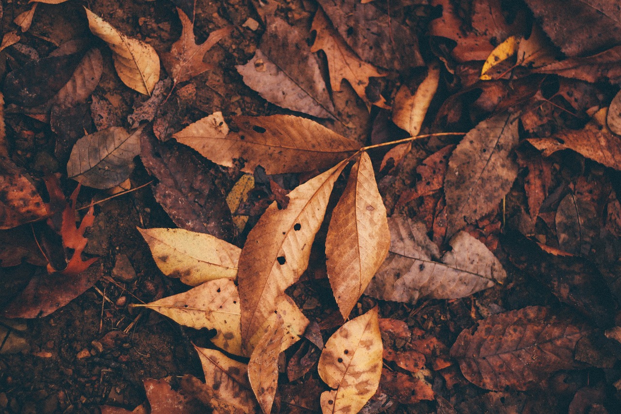 leaves plant garden free photo