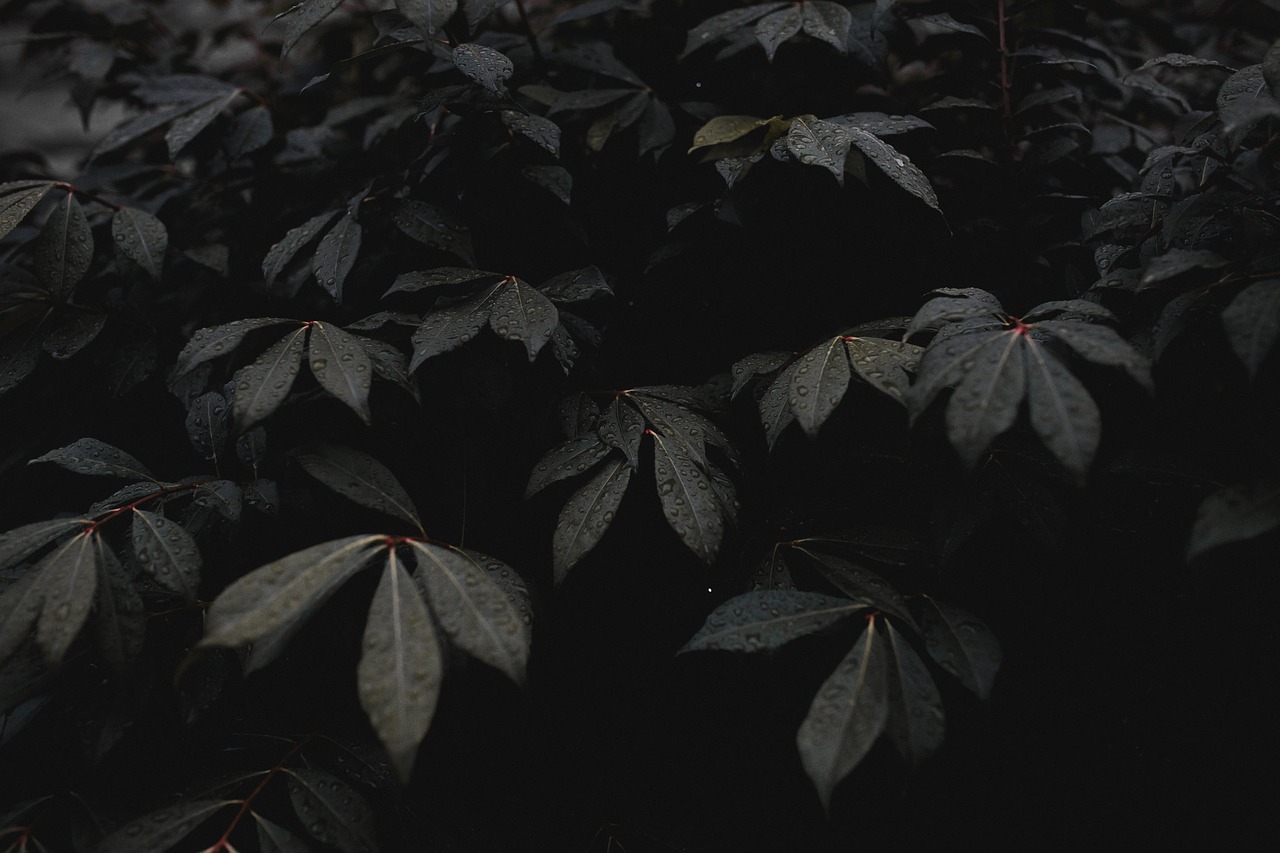 leaves plant garden free photo