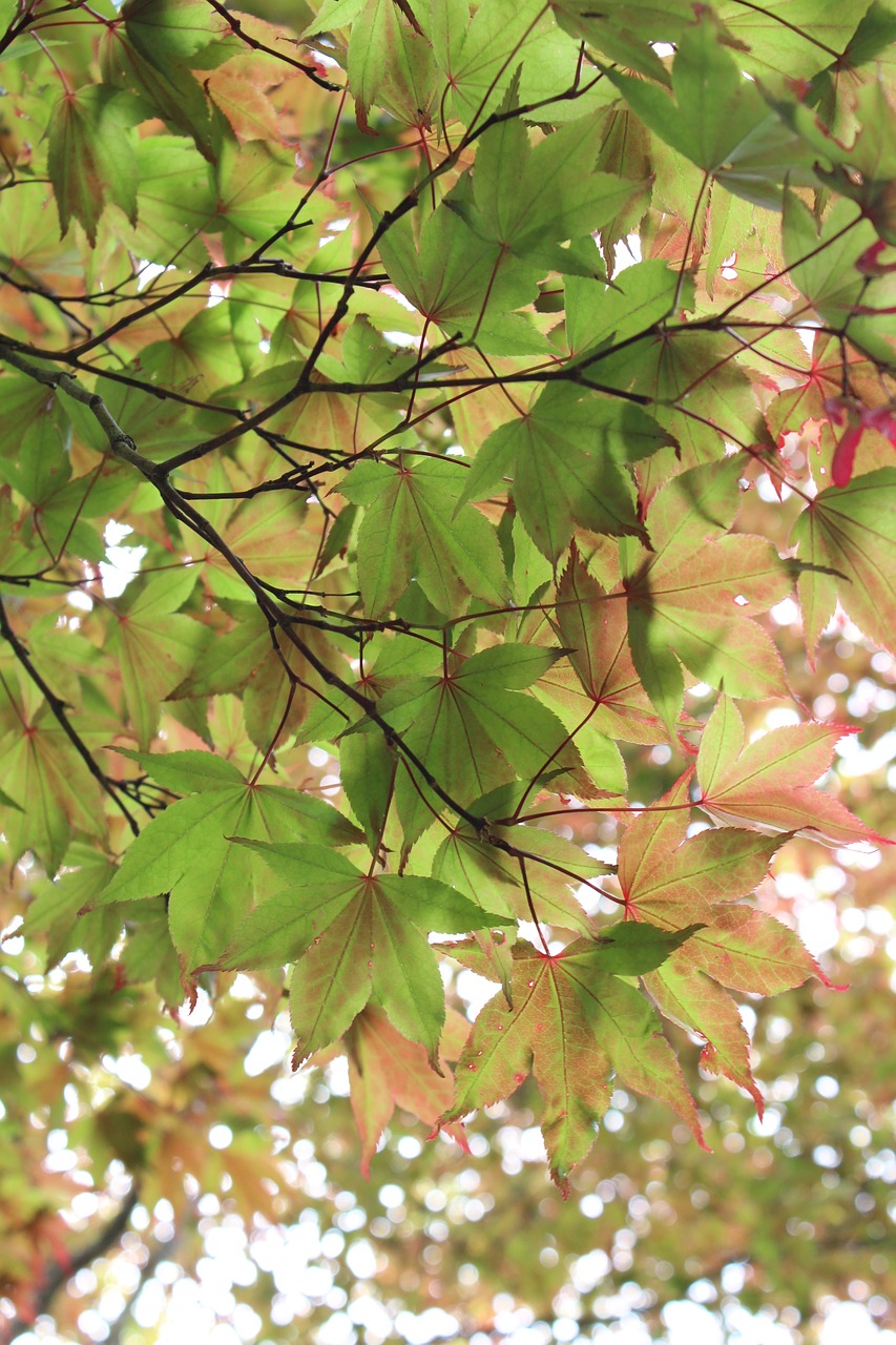 leaves tree green free photo