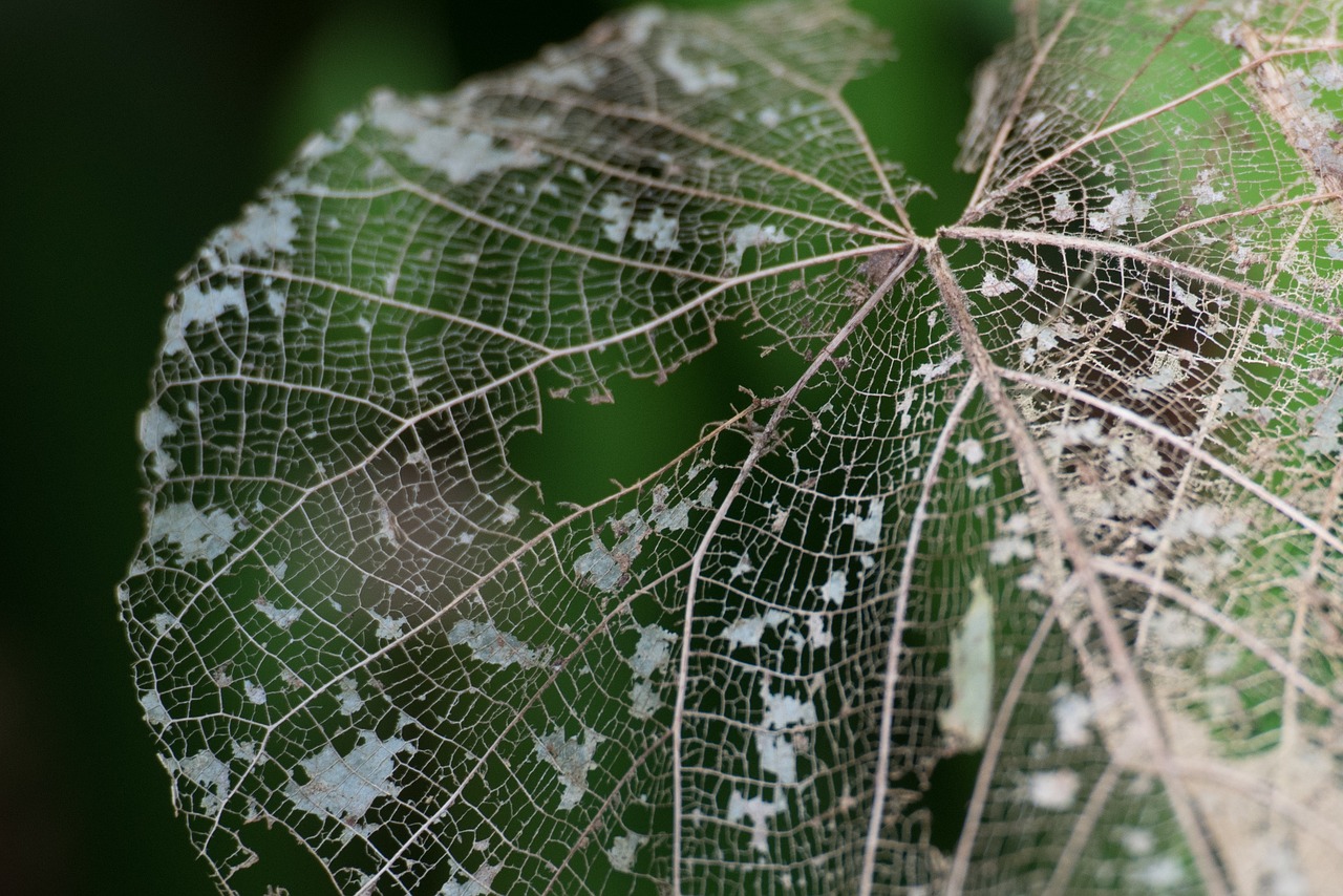 leaves plant garden free photo