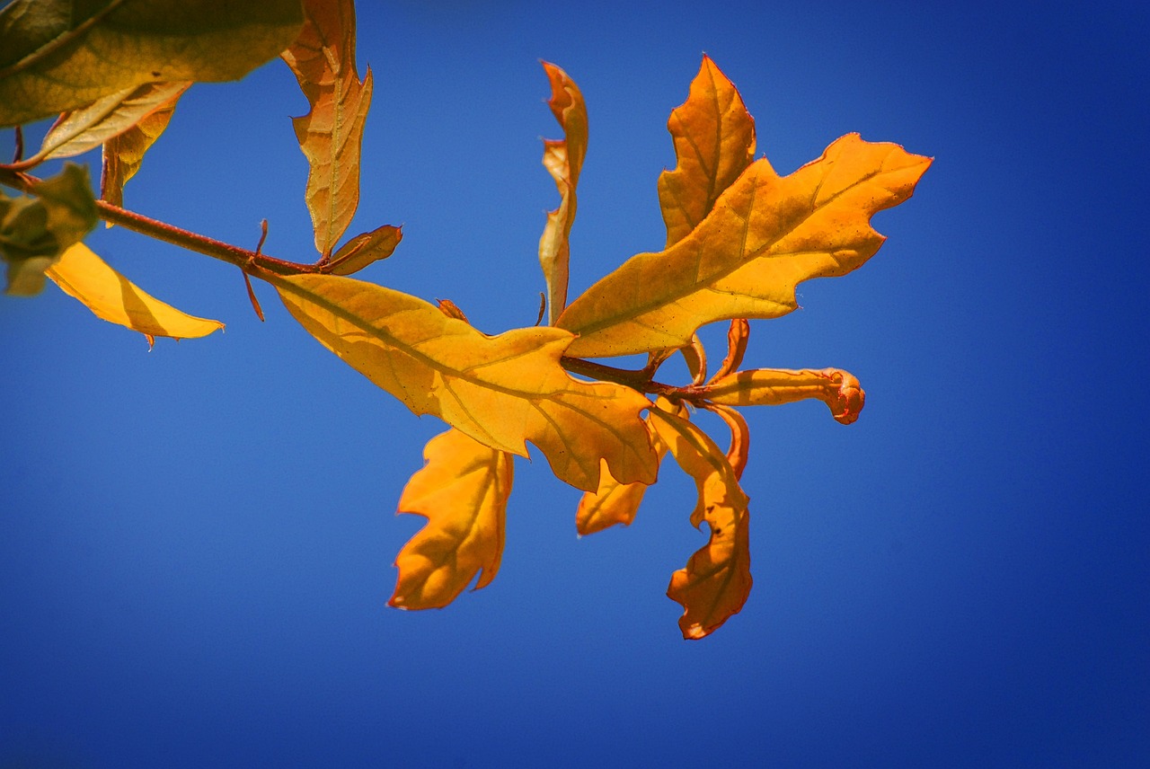 leaves tree nature free photo