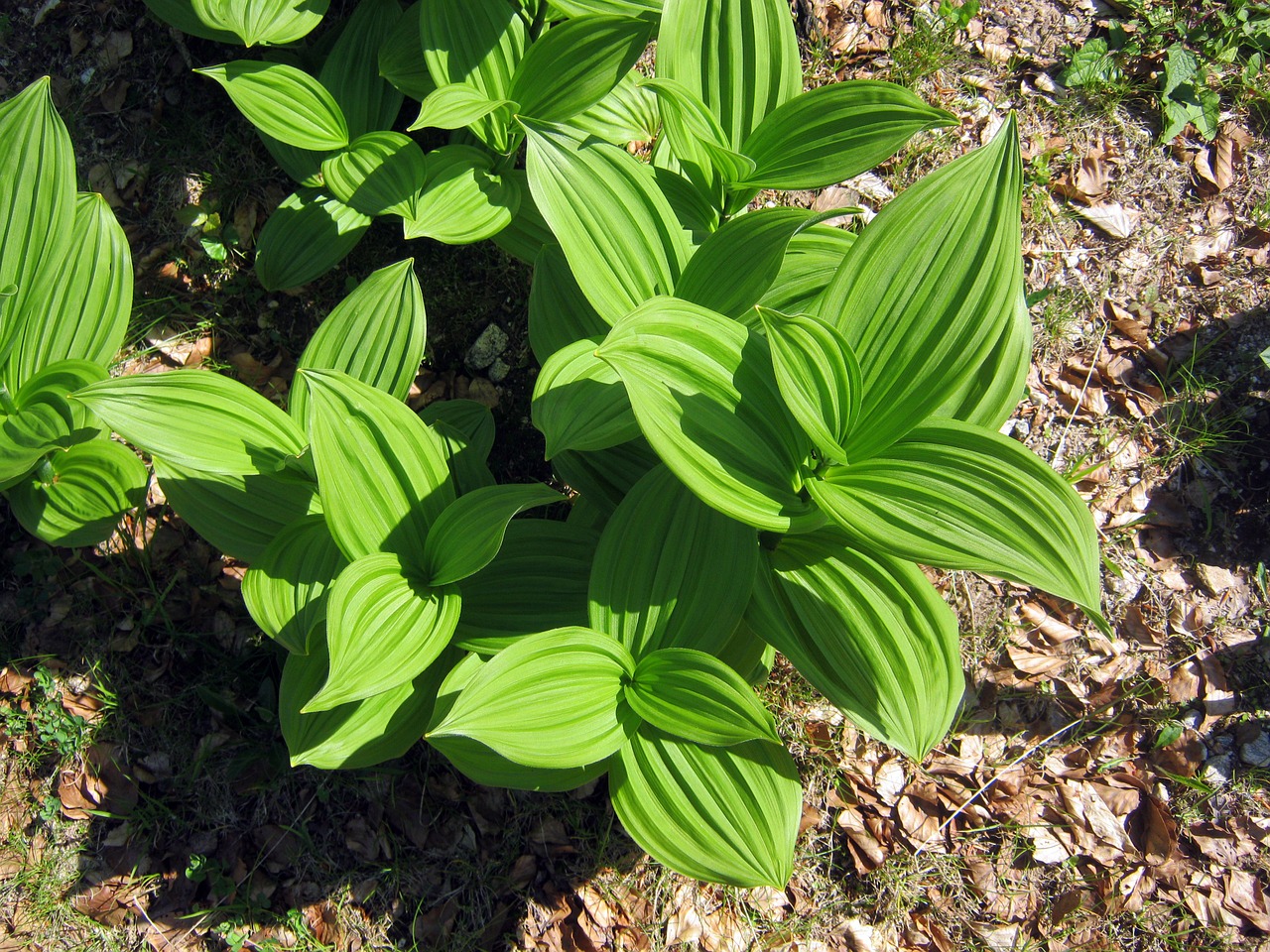 leaves green plant free photo