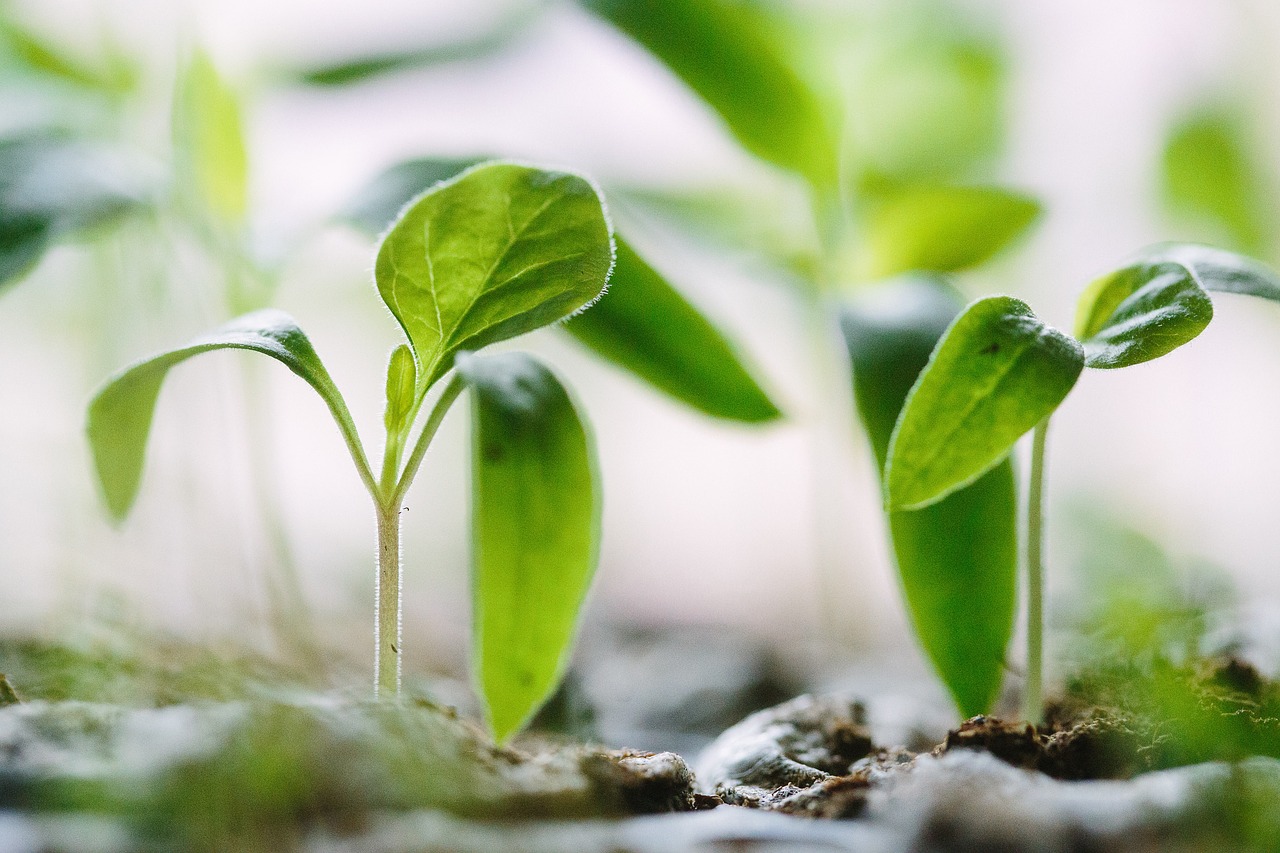 leaves soil crops free photo