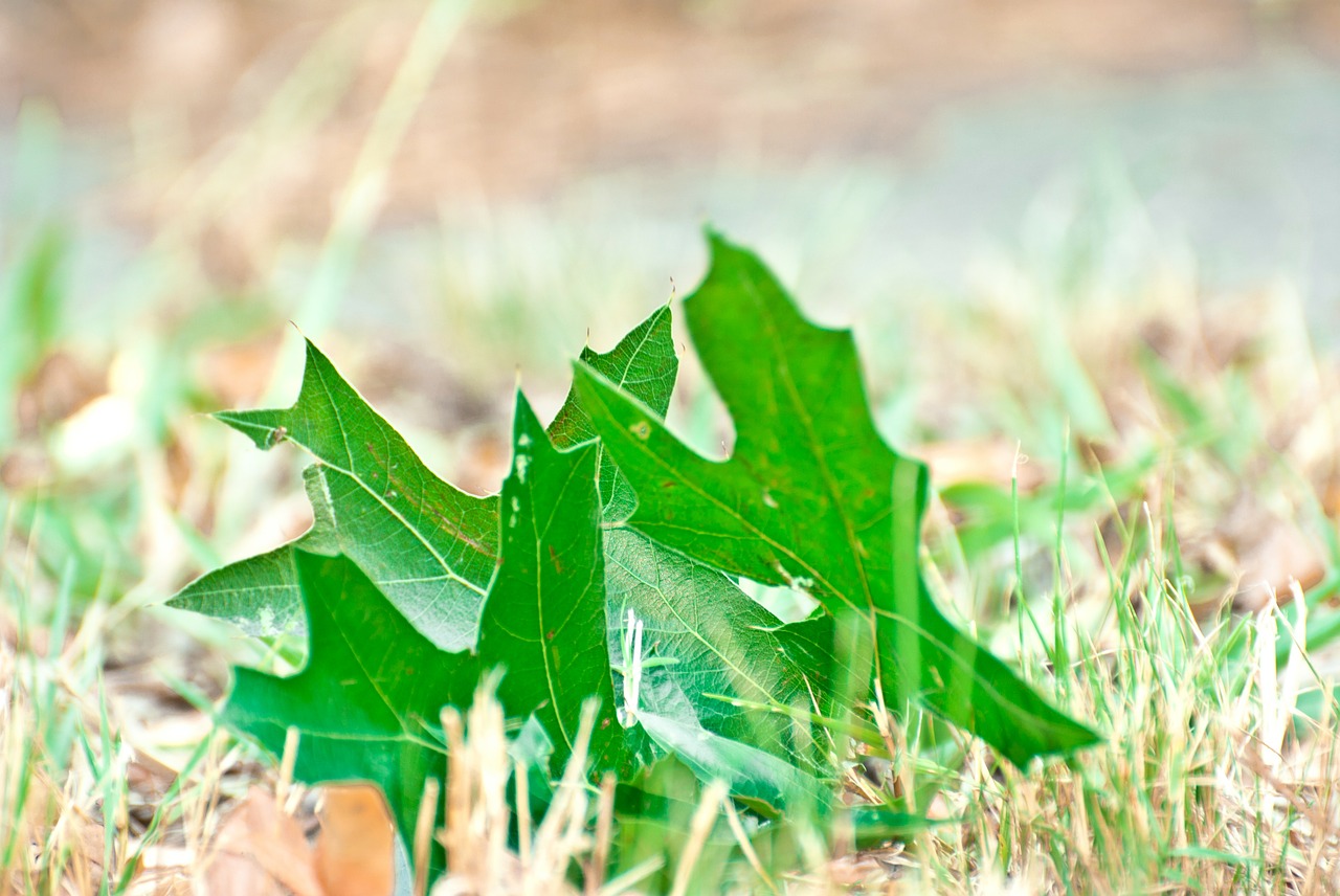 leaves green maple free photo