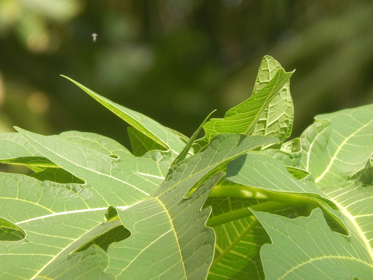 Green leaf отзывы. Растение с крупными листьями. Зеленый лист. Большой зеленый лист. Большие зеленые листья.