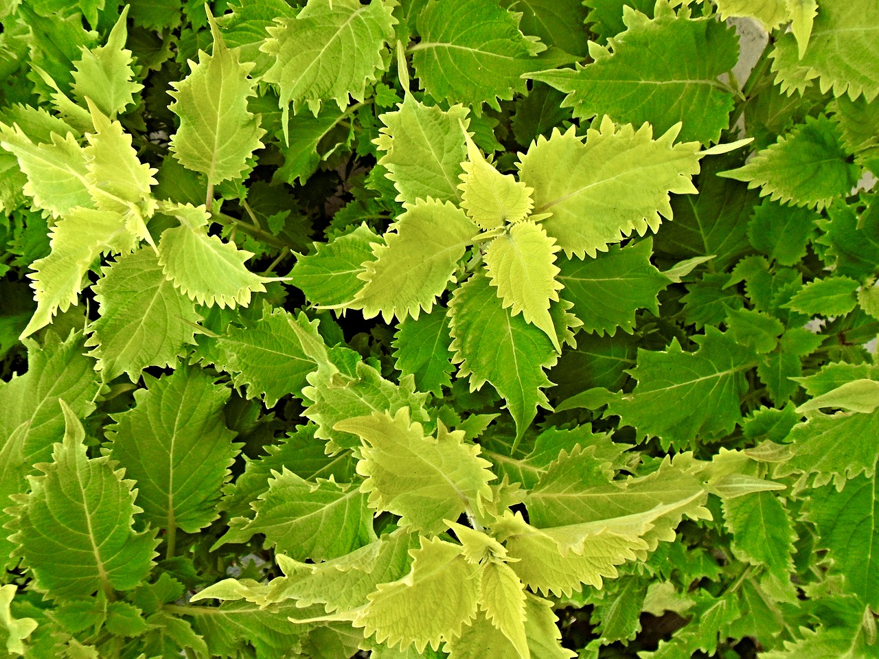 leaves green flora free photo