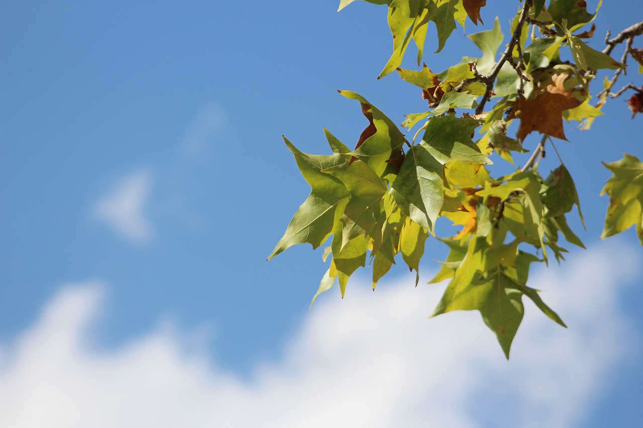 leaves autumn tree free photo