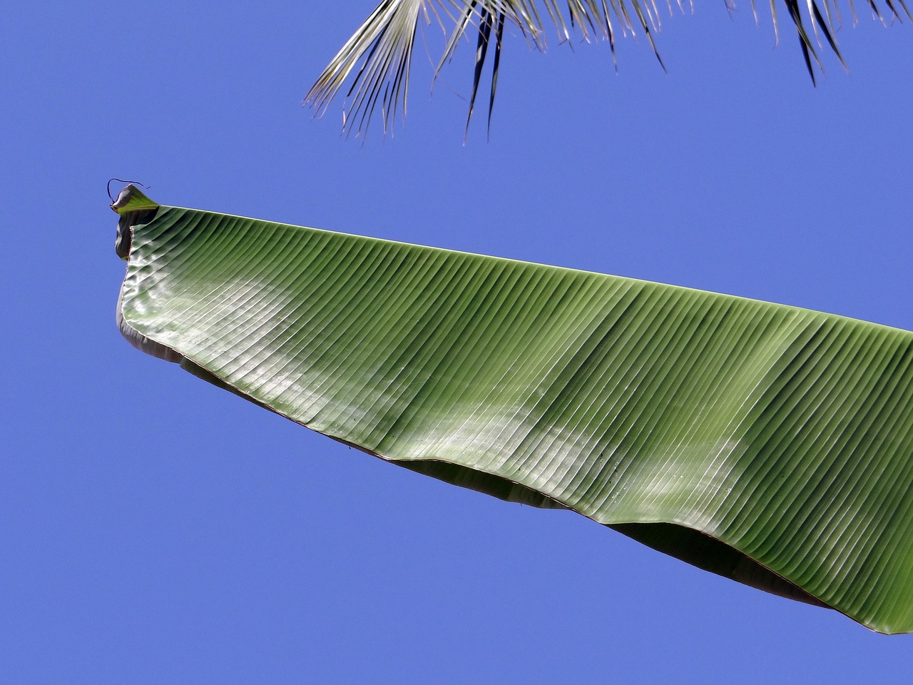 leaves leafy banana free photo