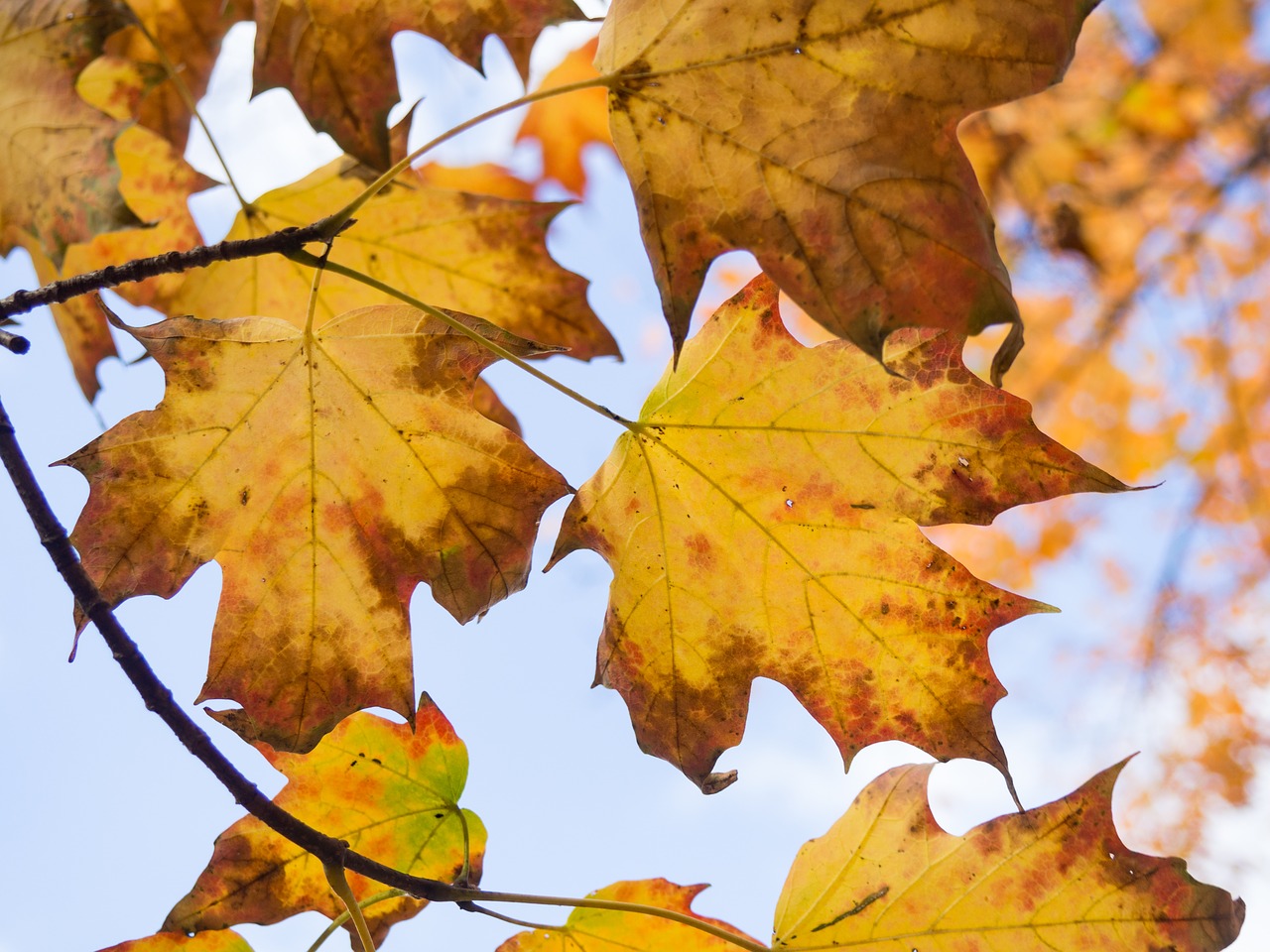 leaves maple leaf fall free photo