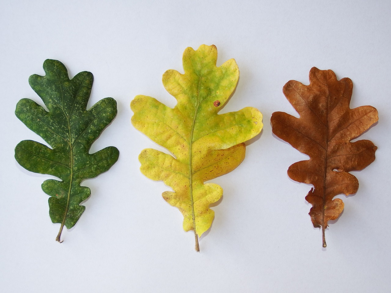 leaves fall autumn free photo