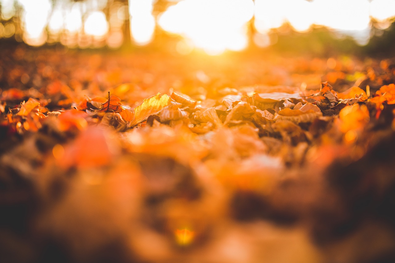 leaves ground nature free photo